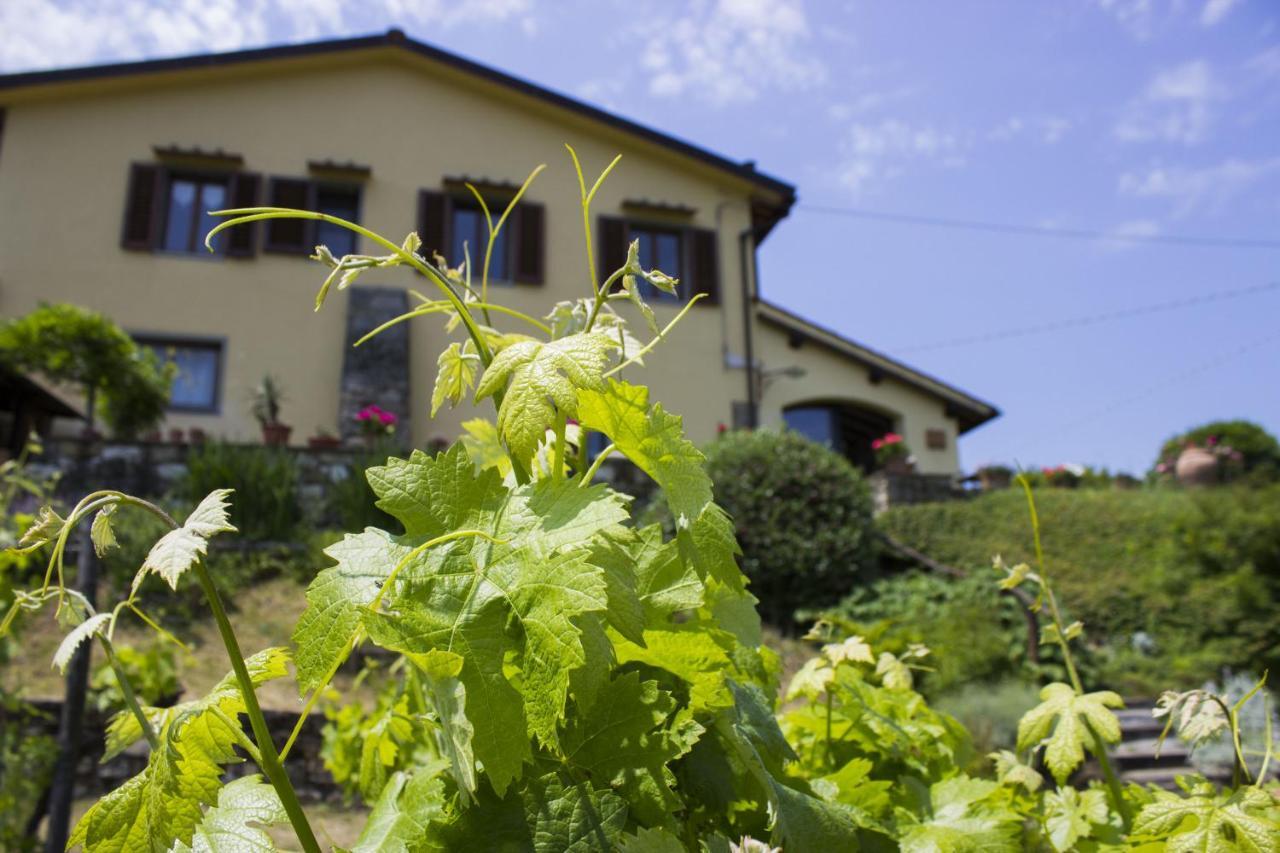 Villa Porcigliano Olive Grove Polcanto Екстер'єр фото