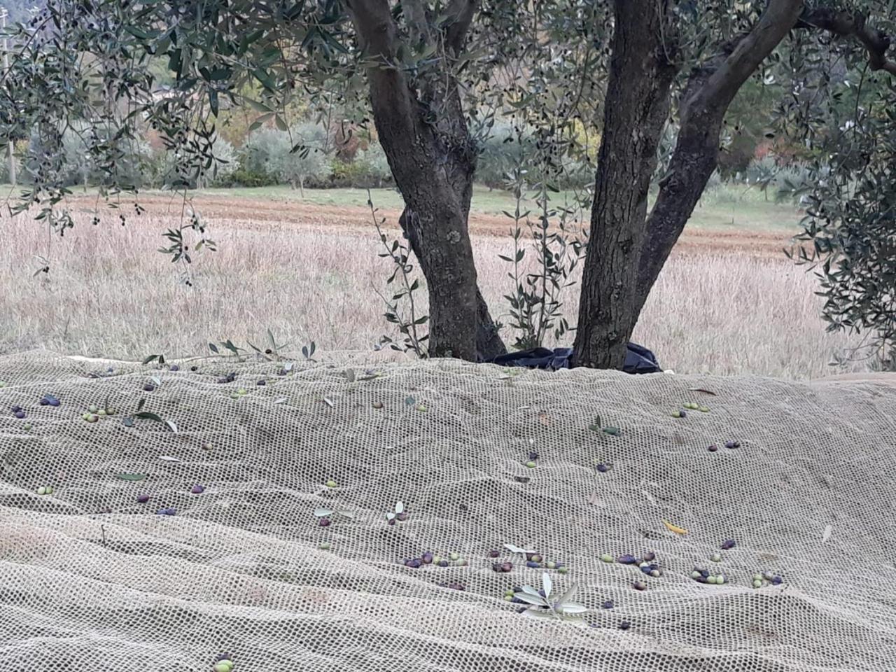 Villa Porcigliano Olive Grove Polcanto Екстер'єр фото